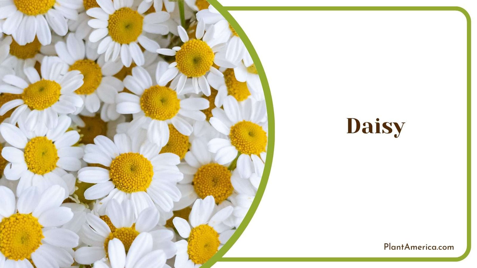 Daisy Picture Plant America 1