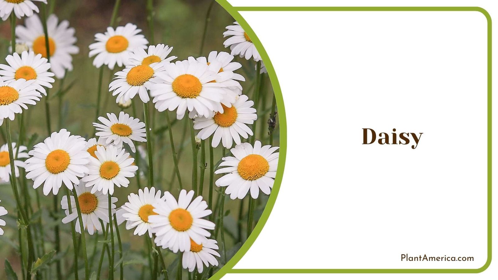 Daisy Picture Plant America