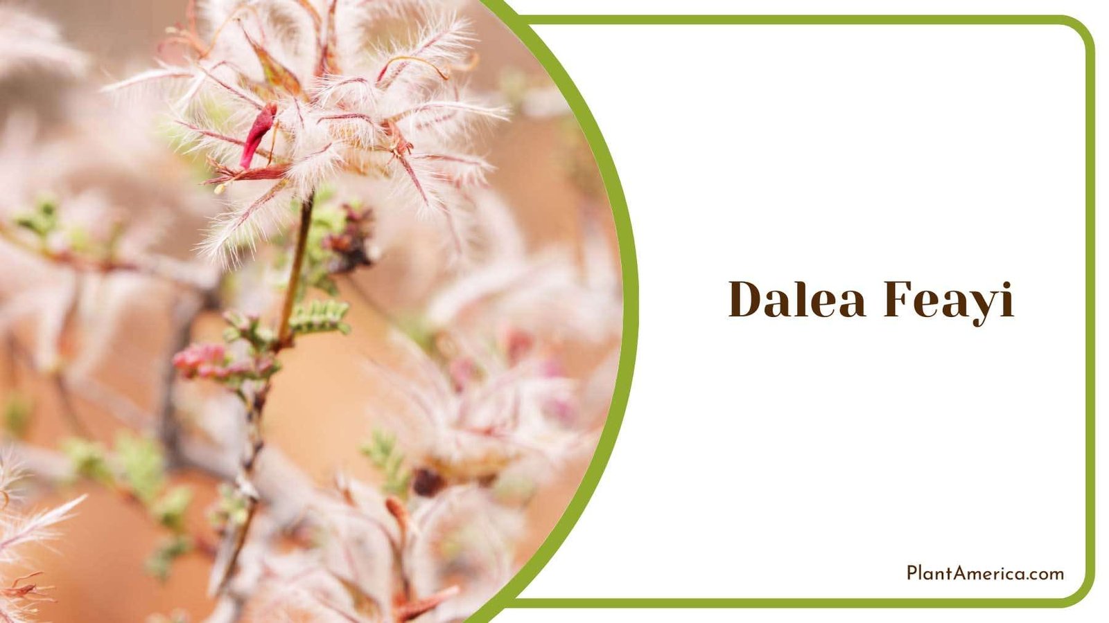 Dalea Feayi Creamy White Flower Plant America