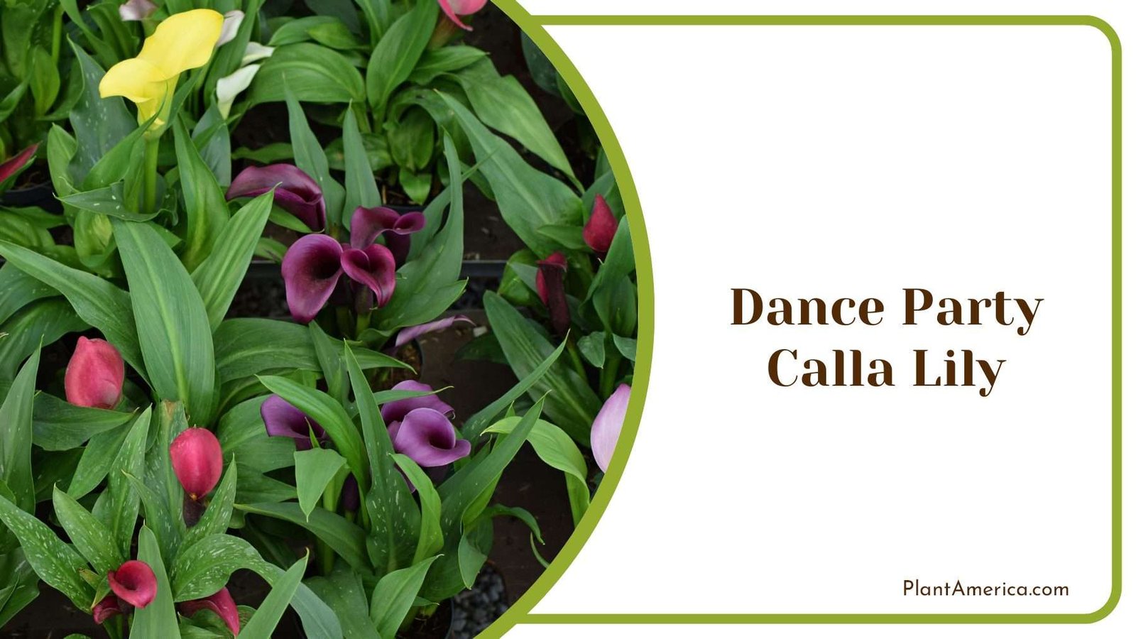 Dance Party Calla Lily Plant America