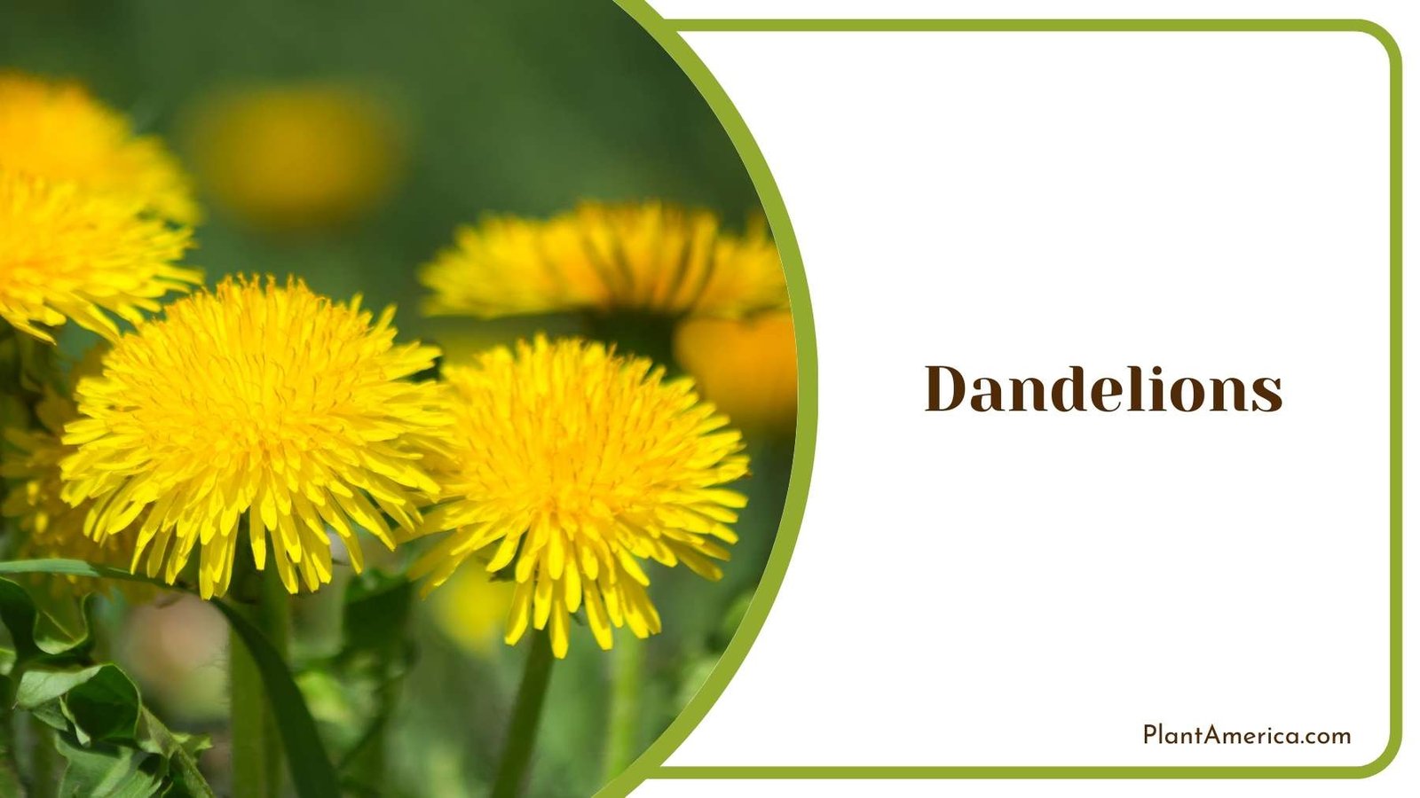 Dandelions Flower Plant America Dandelions Flower Plant America