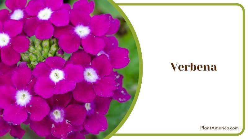 Dark Red Verbena Flower Plant America Dark Red Verbena Flower Plant America