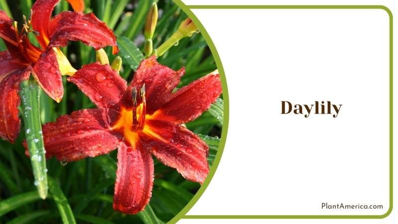 Daylily Red Flowers Plant America Daylily Red Flowers Plant America