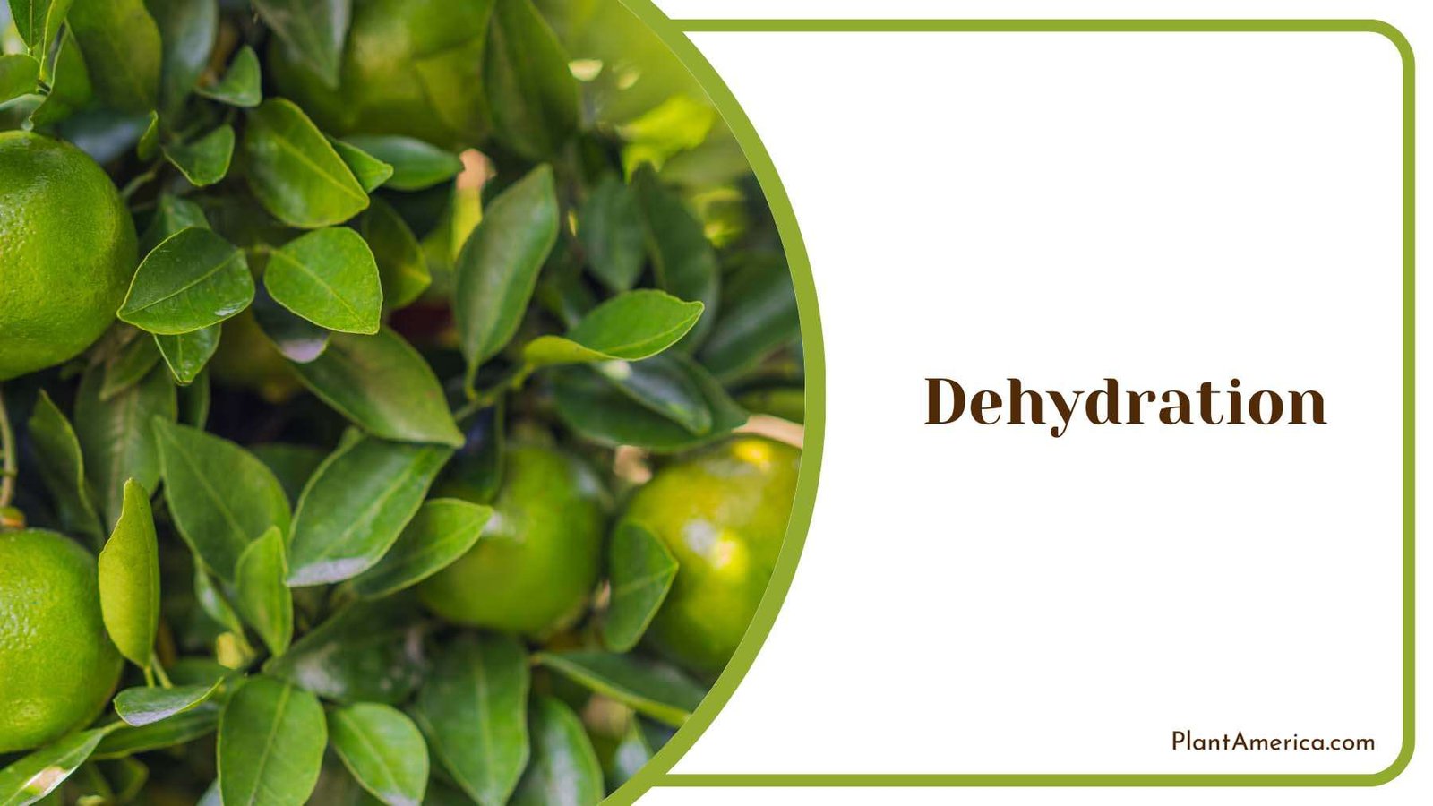 Dehydration of Mandarin Leaves Plant America