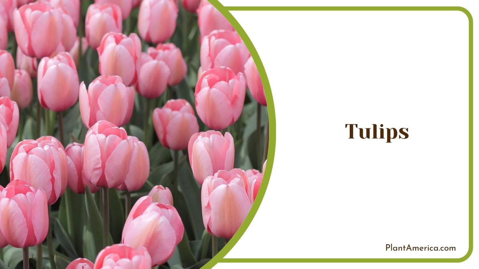Delightful Pink Tulips Plant America