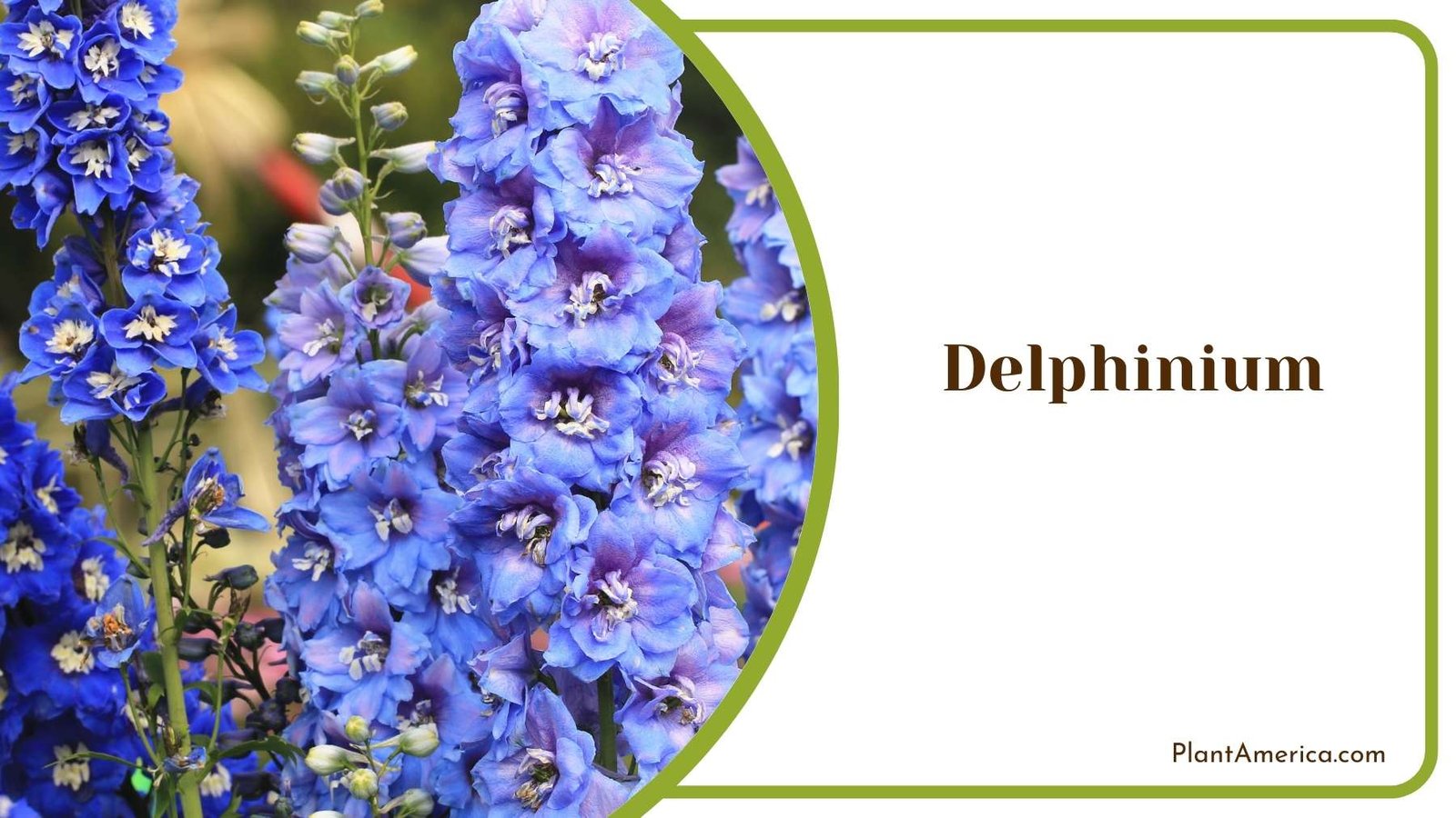 Delphinium Blooms During Spring Plant America