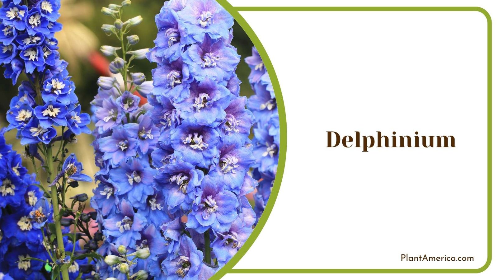 Delphinium Plant On a Focus Shot Plant America