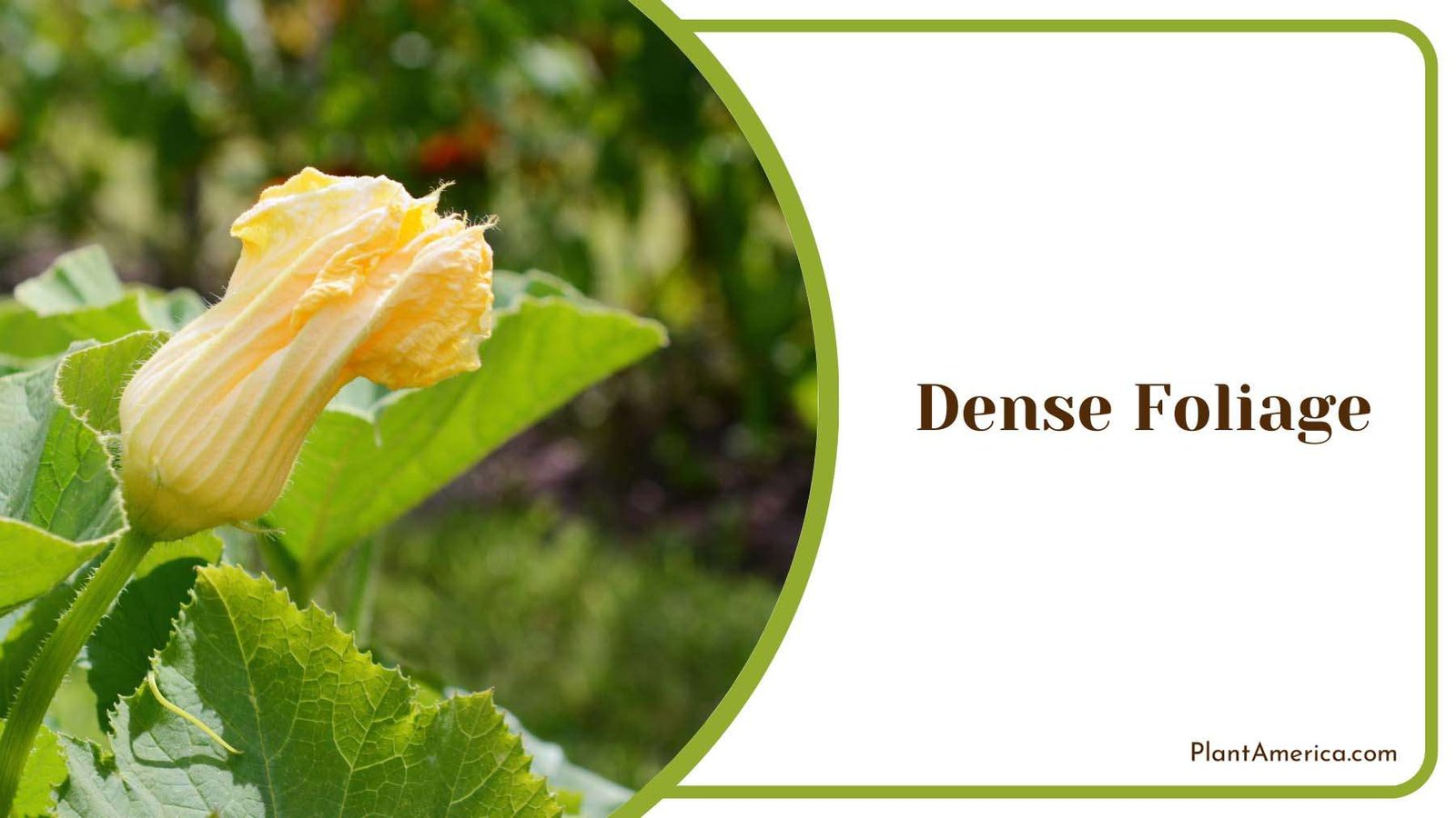 Dense Cucurbits Foliage Plant America