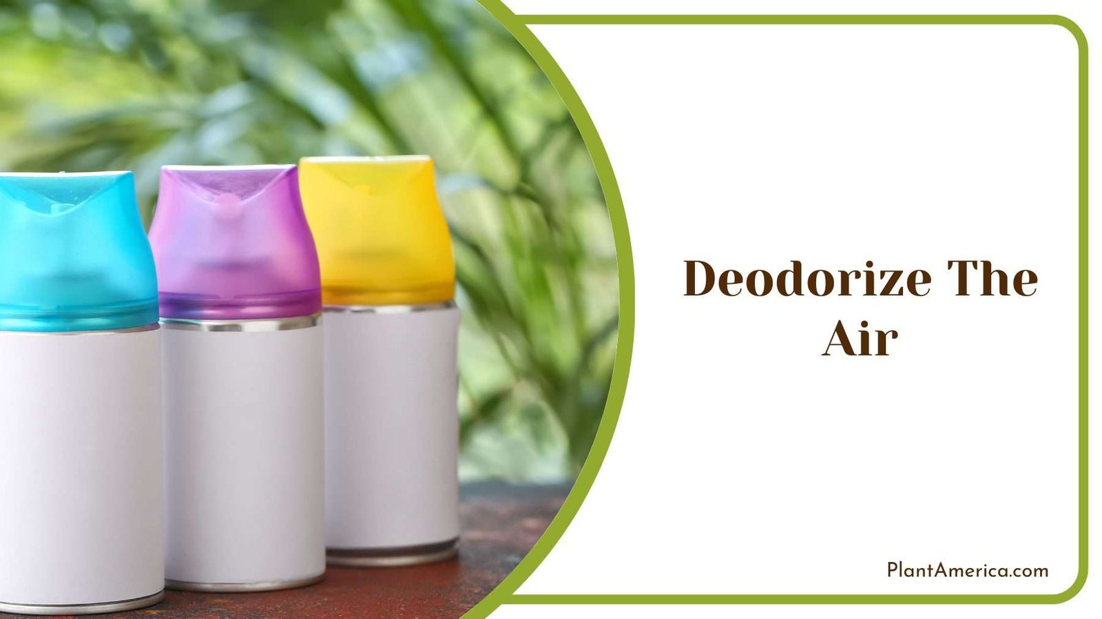 Deodorize The Air Plant America