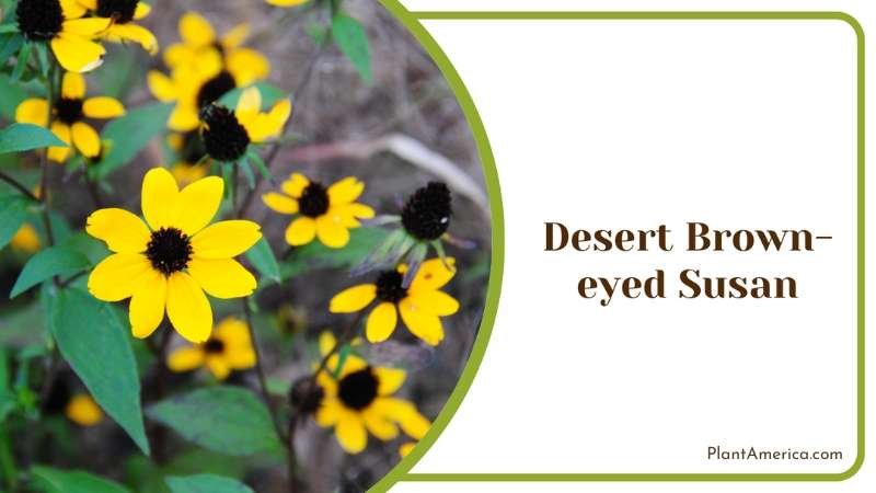 Desert Brown Eyed Susan Plant America