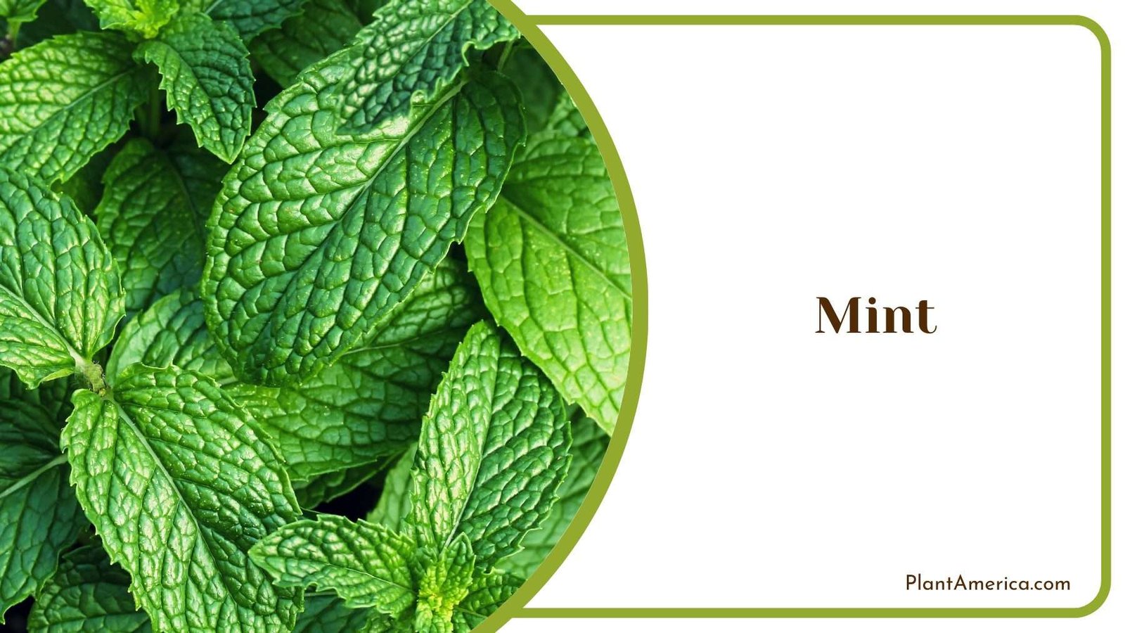 Detail leaves of Mint Plant America