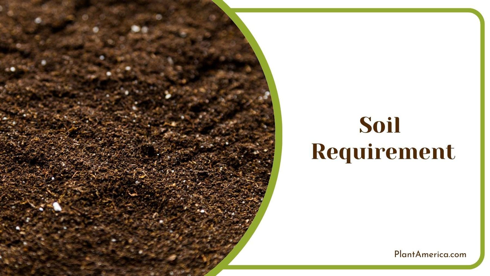 Details Of A Soil Plant America