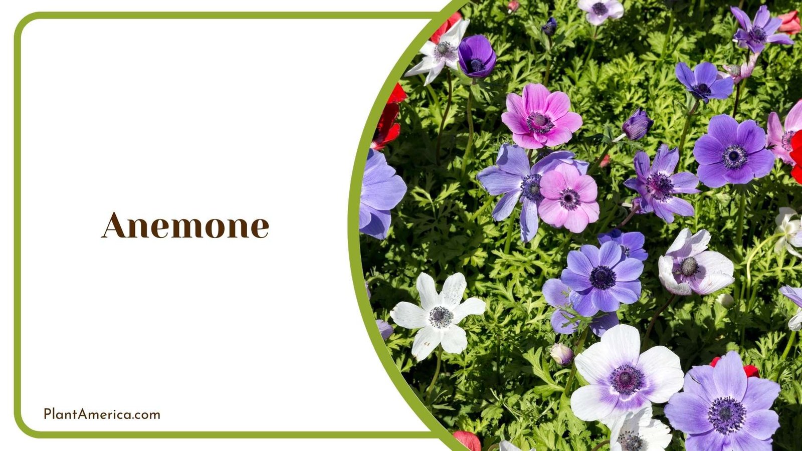 Details Of Anemone Plant America