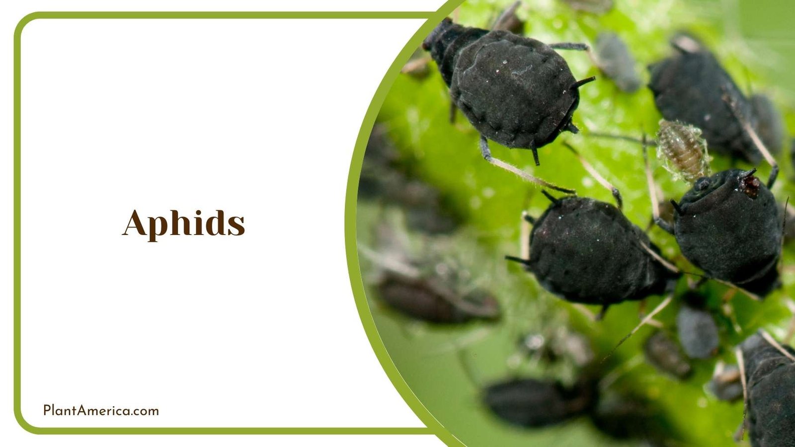 Details Of Aphids Plant America Details Of Aphids Plant America