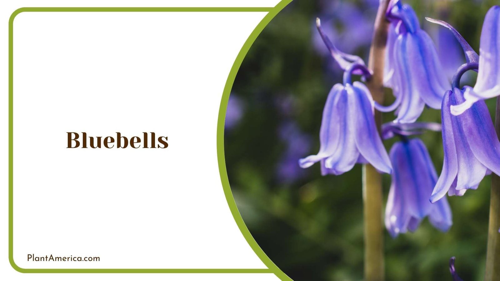 Details Of Bluebells Plant America Details Of Bluebells Plant America