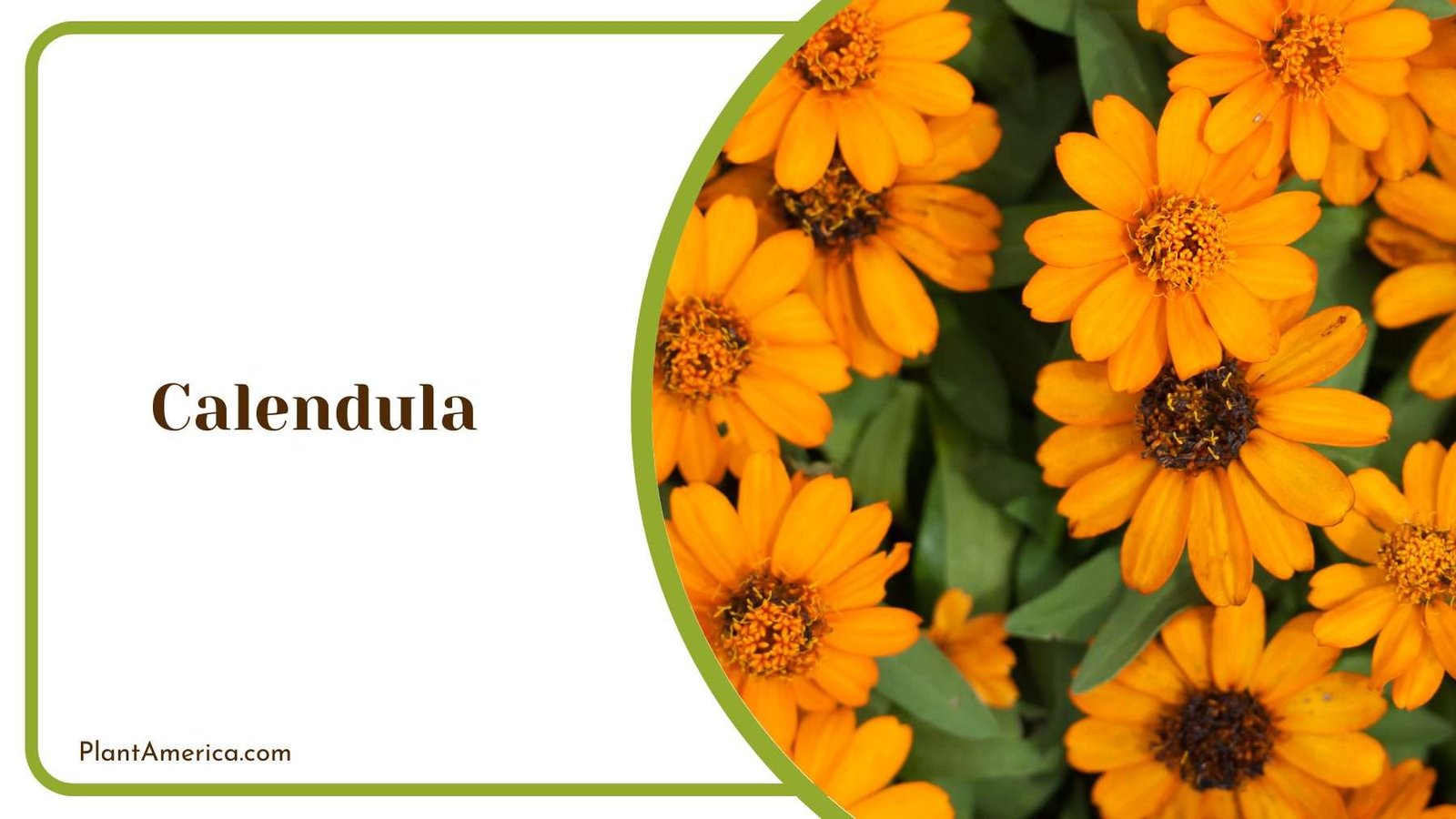 Details Of Calendula Flower Plant America