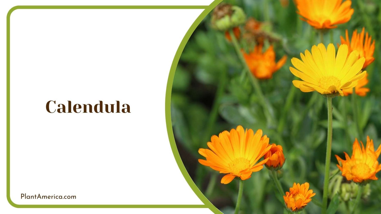 Details Of Calendula Plant America