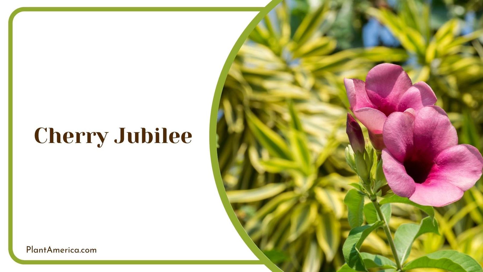 Details Of Cherry Jubilee Plant America