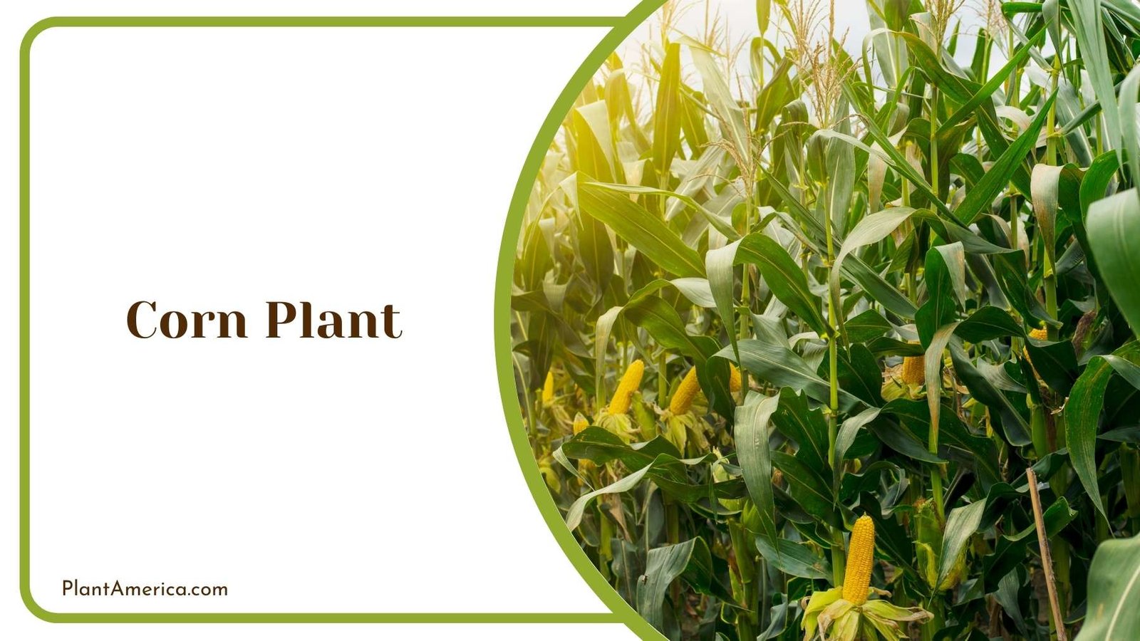 Details Of Corn Plant Plant America