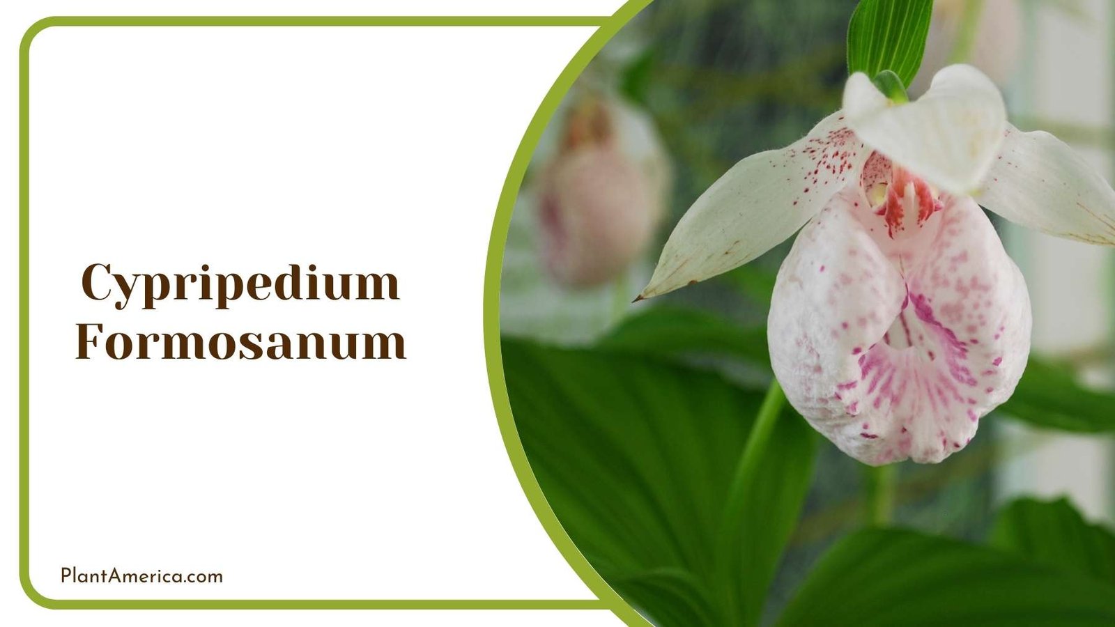 Details Of Cypripedium Formosanum Flower Plant America