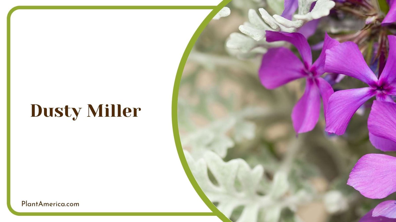 Details Of Dusty Miller Blooms Plant America Details Of Dusty Miller Blooms Plant America