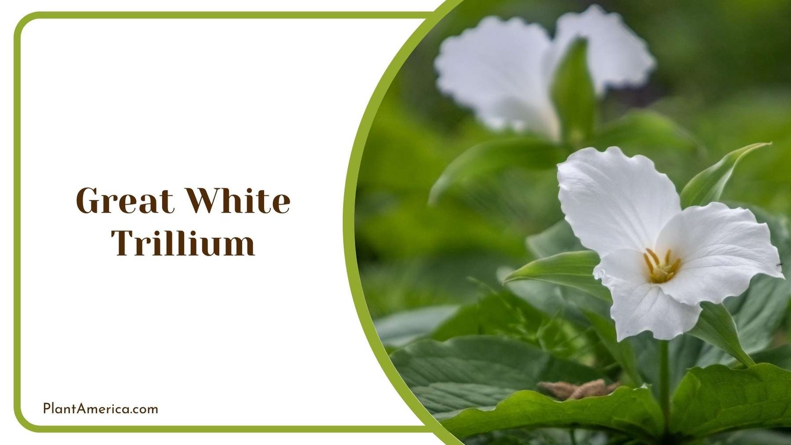 Details Of Great White Trillium Plant America