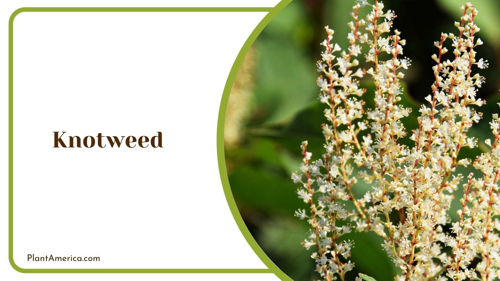 Details Of Knotweed Flower Plant America