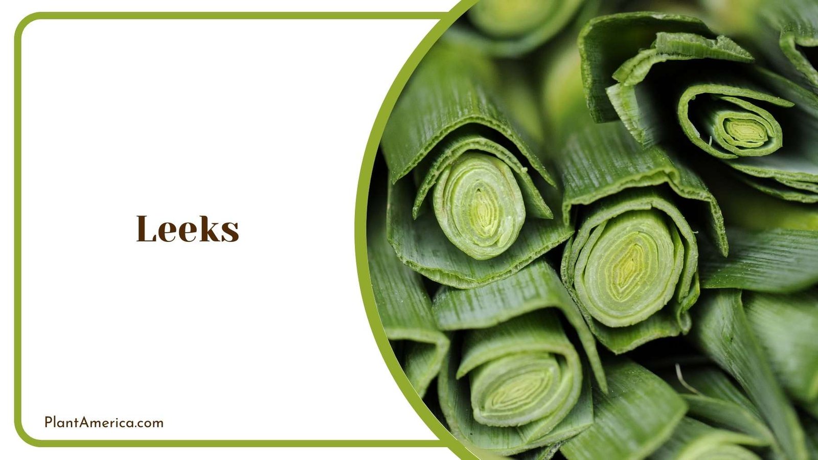Details Of Leeks Plant Plant America