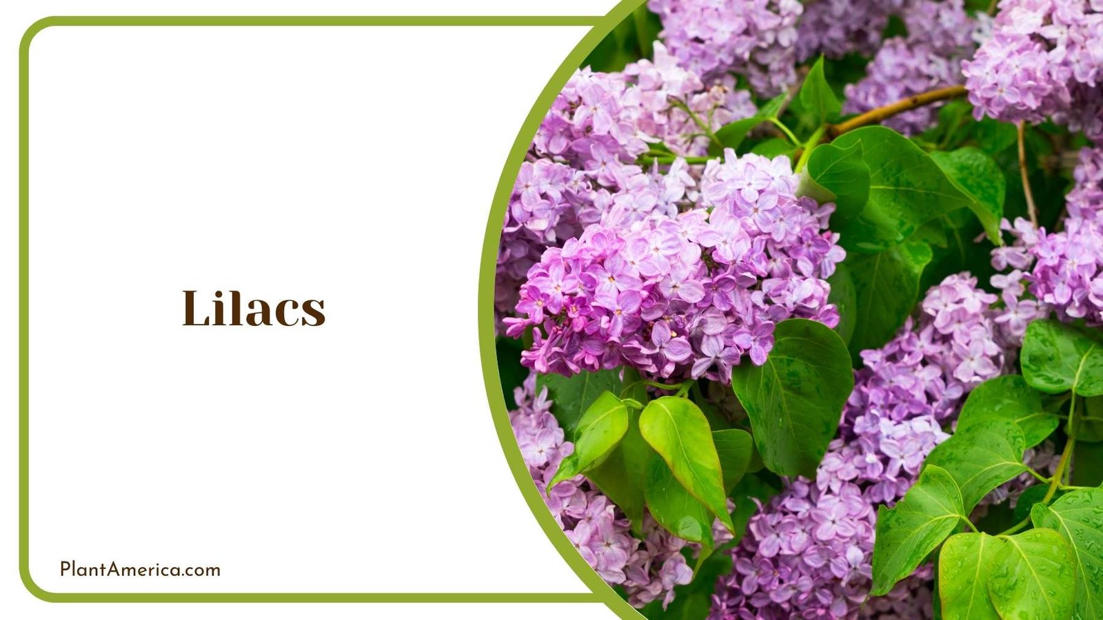 Details Of Lilacs Flower Plant America