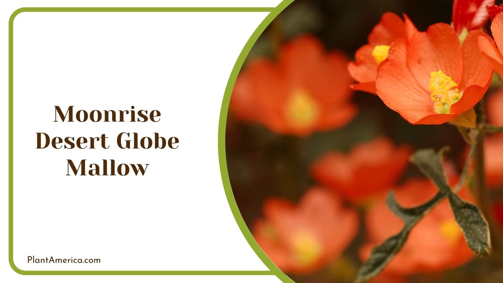 Details Of Moonrise Desert Globe Mallow Flower Plant America Details Of Moonrise Desert Globe Mallow Flower Plant America