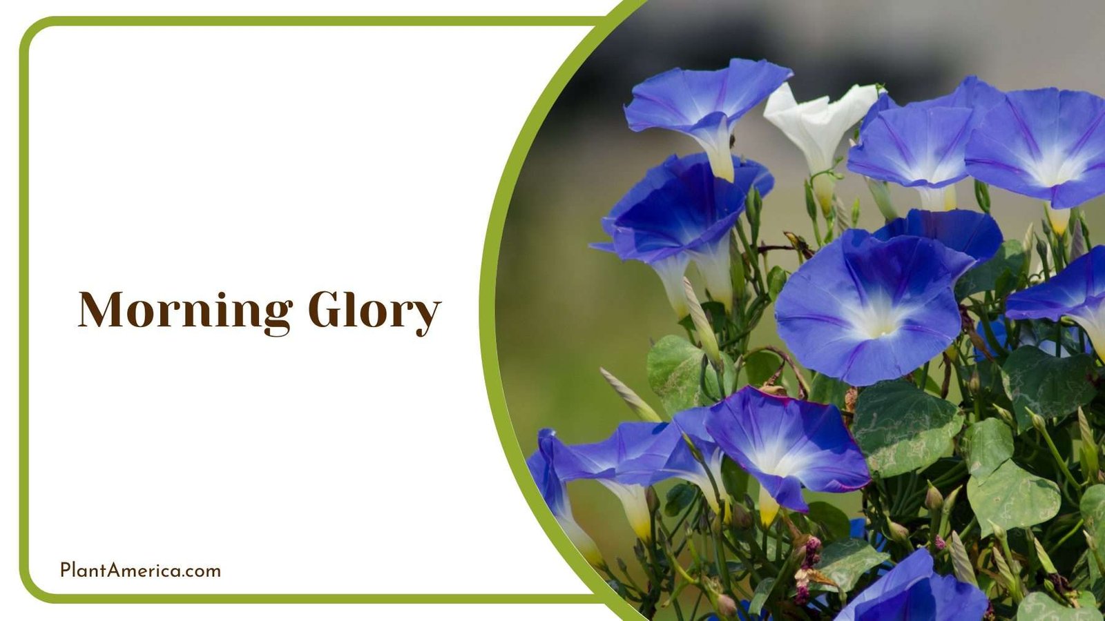 Details Of Morning Glory Plant America