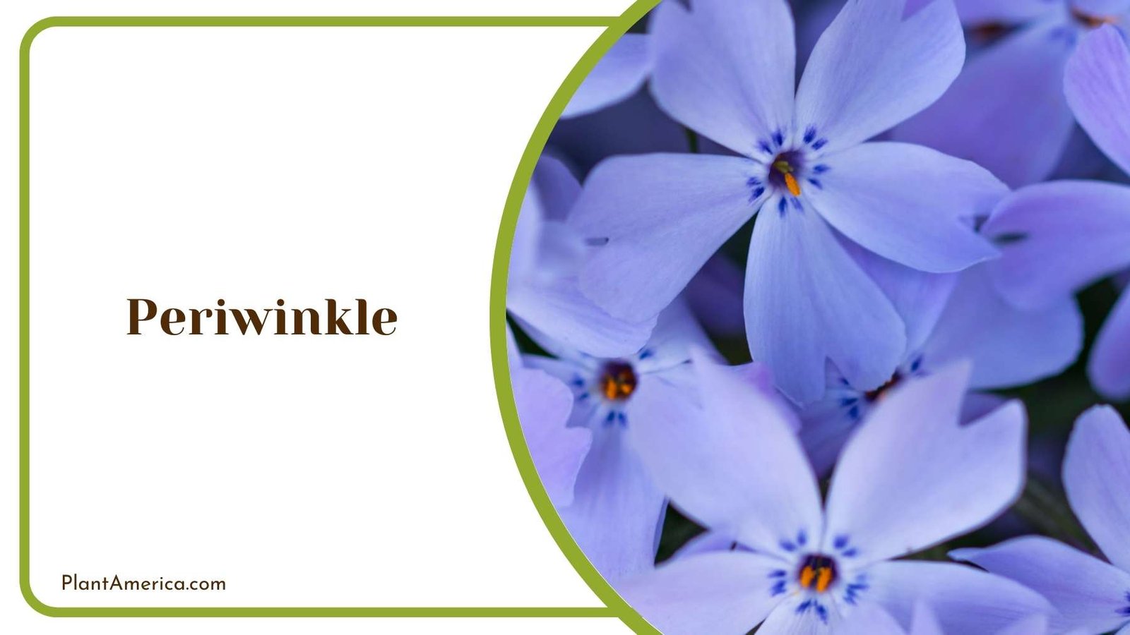 Details Of Periwinkle Plant America