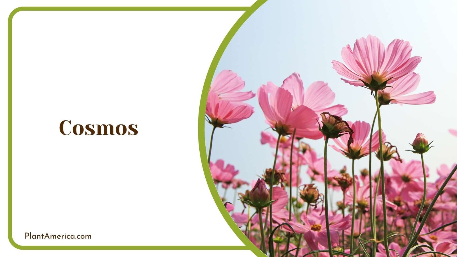 Details Of Pink Cosmos Flower Plant America