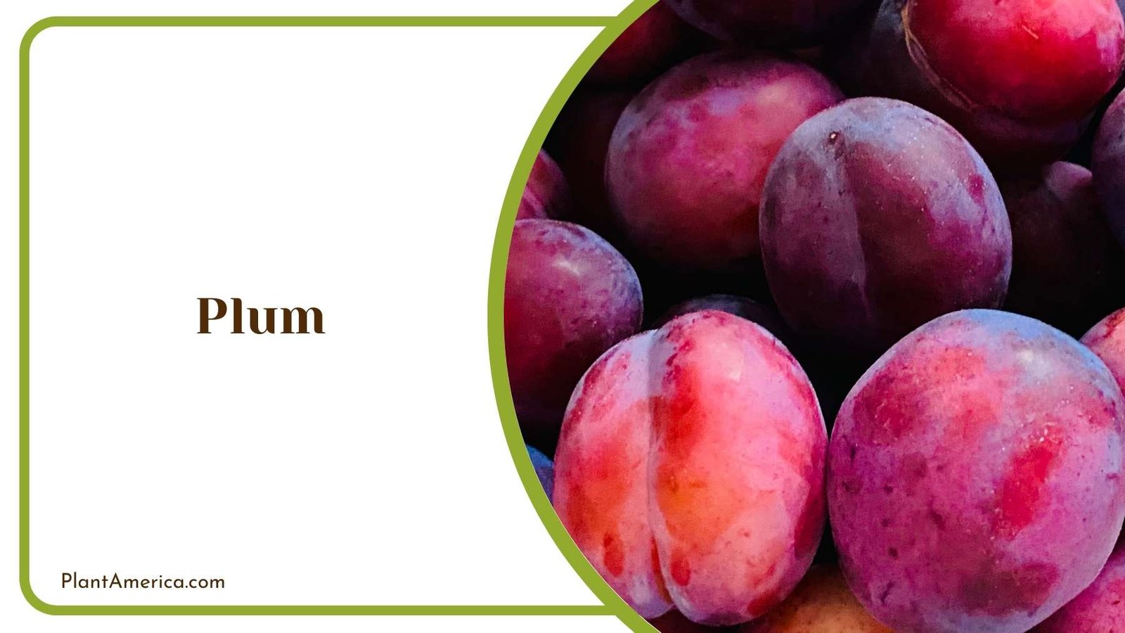Details Of Plum Plant America