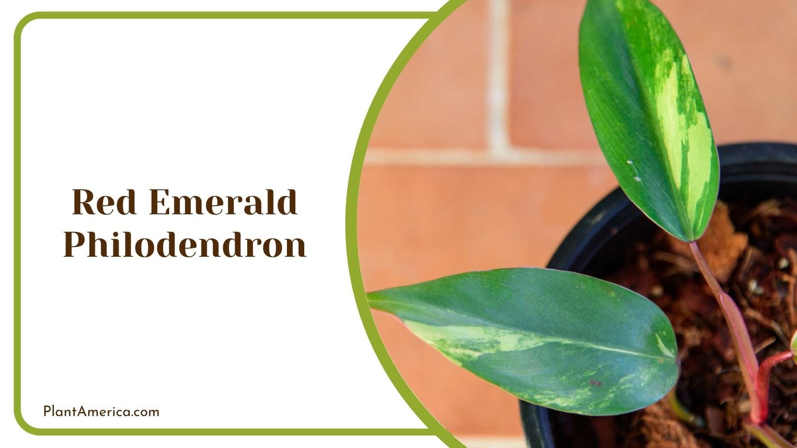 Details Of Red Emerald Philodendron Plant America