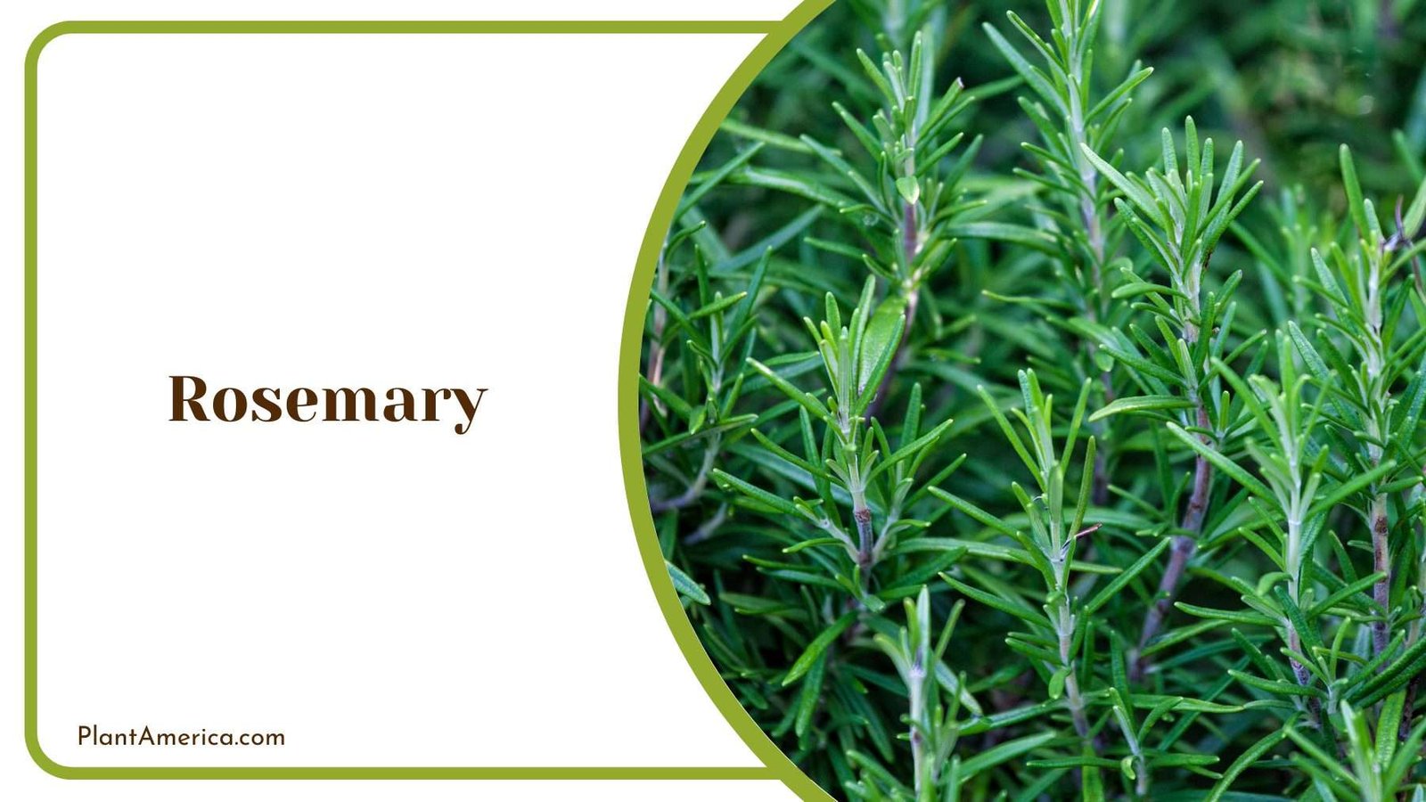 Details Of Rosemary Plant America Details Of Rosemary Plant America