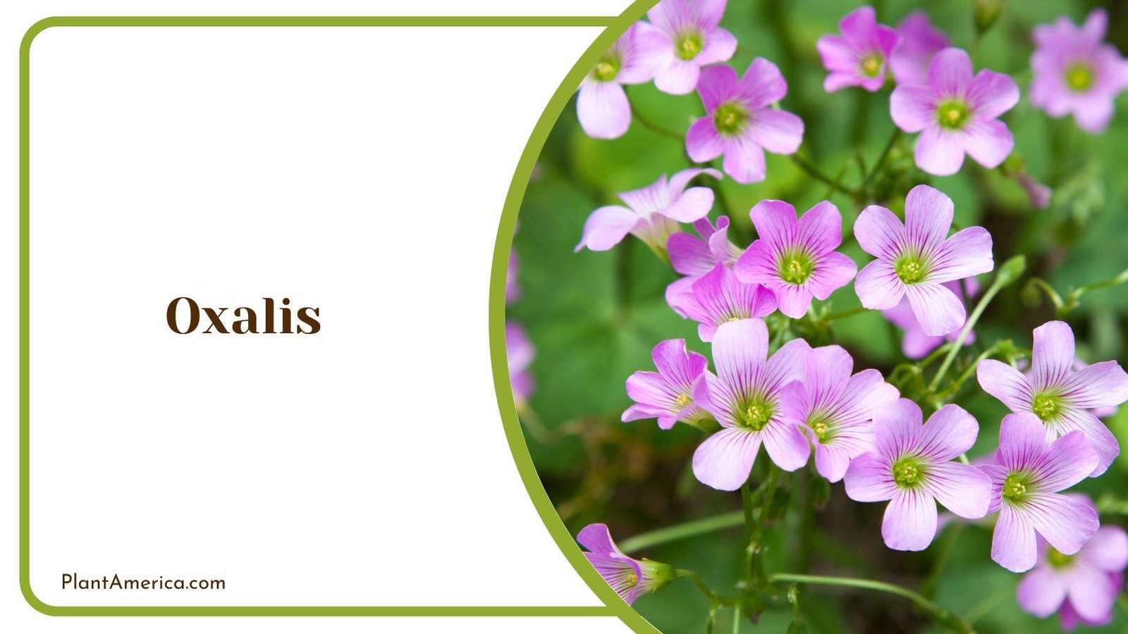 Details Of Tiny Oxalis Blooms Plant America Details Of Tiny Oxalis Blooms Plant America