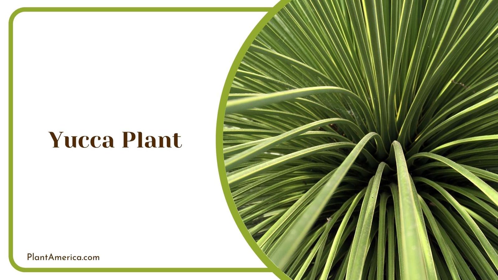 Details Of Yucca Plant Plant America Details Of Yucca Plant Plant America