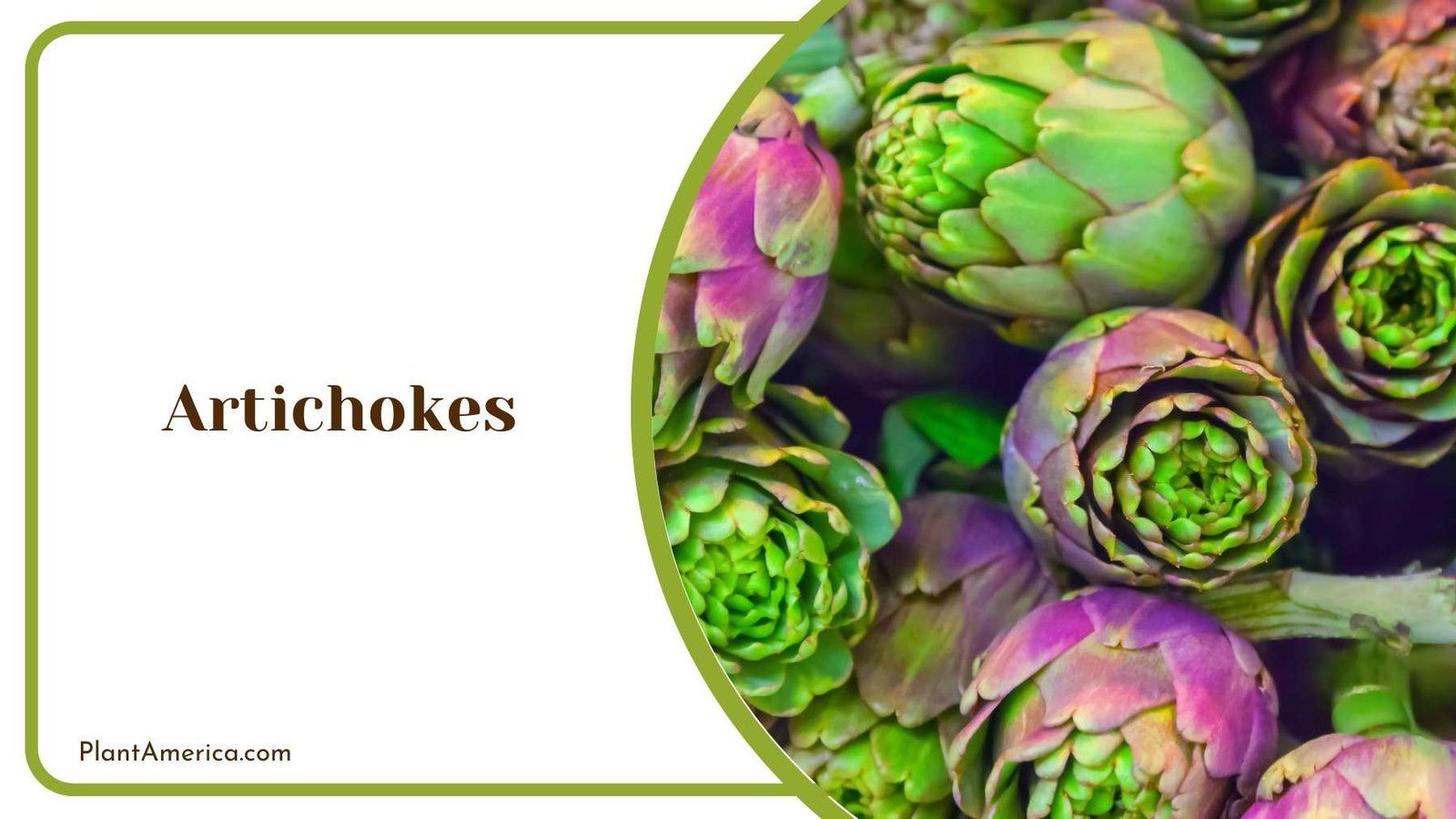 Details On Artichokes Plant Plant America
