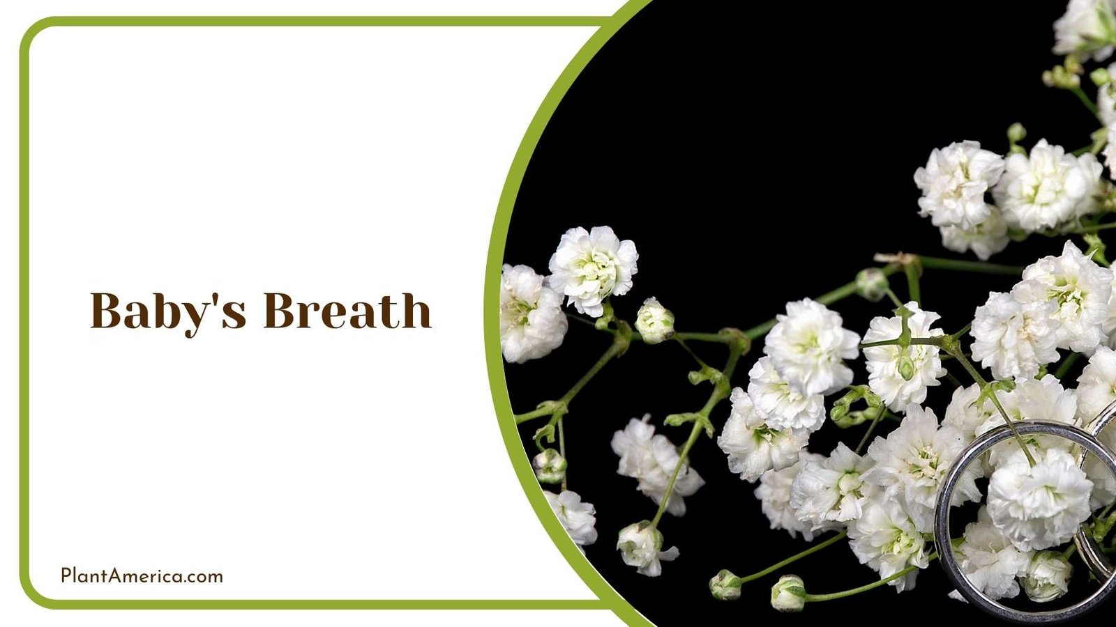 Details On Baby s Breath Plant Plant America Details On Baby s Breath Plant Plant America