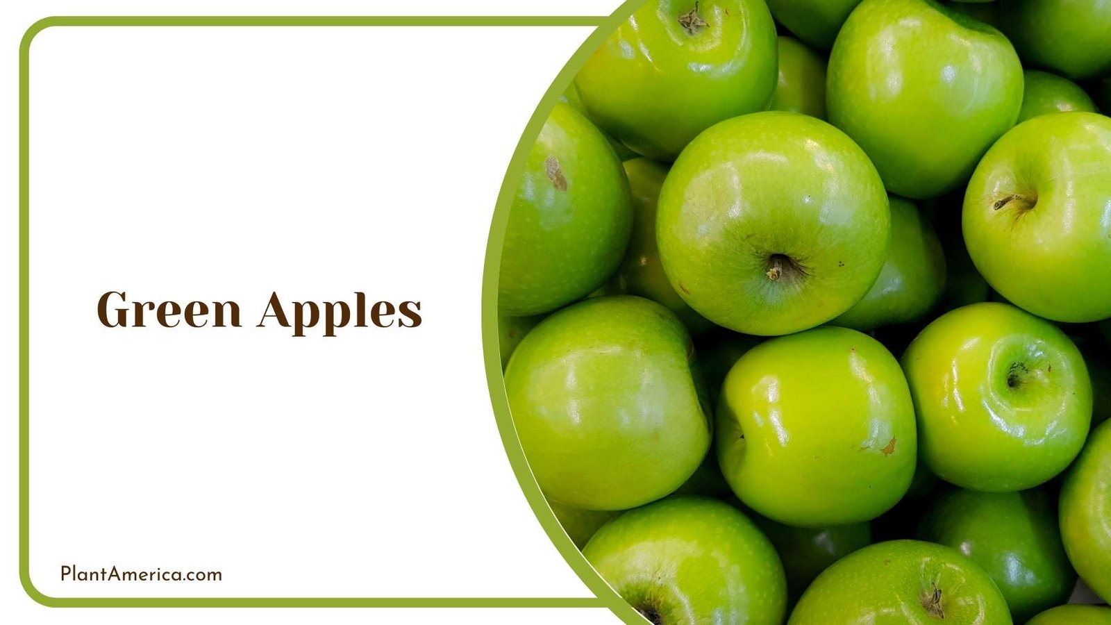 Details On Green Apples Plant America