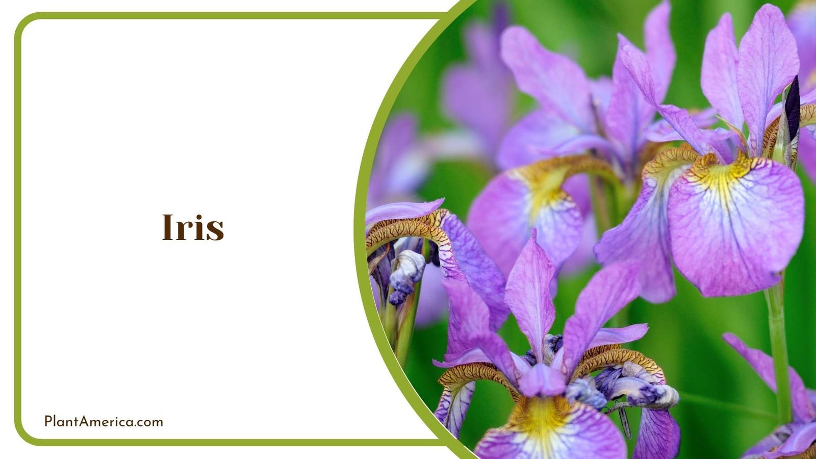 Details On Iris Plant Plant America