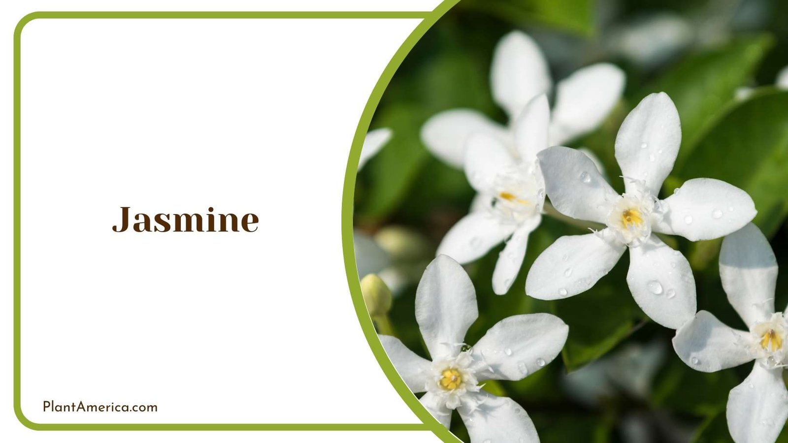 Details On Jasmine Plant Plant America