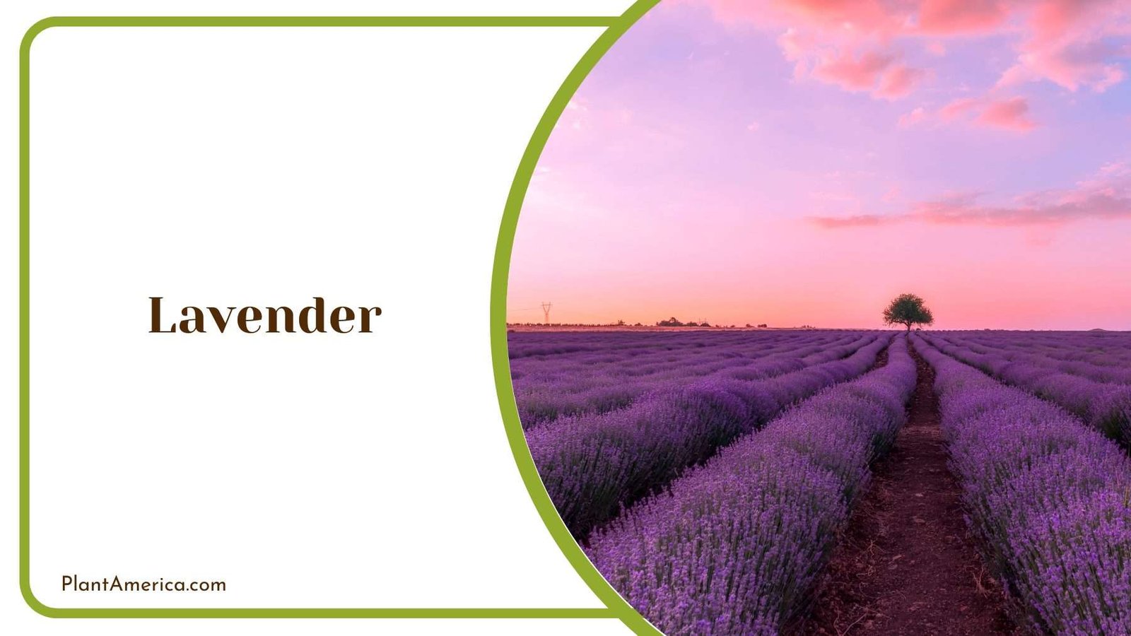 Details On Lavender Farm Plant America Details On Lavender Farm Plant America