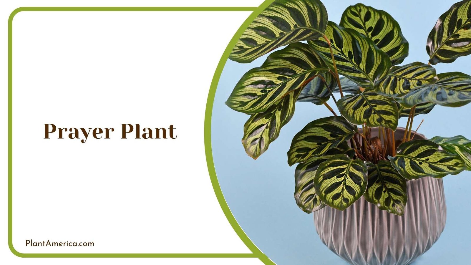 Details On Prayer Plant Plant America Details On Prayer Plant Plant America