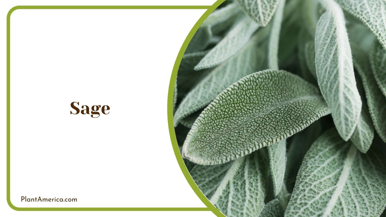 Details On Sage Plant Plant America