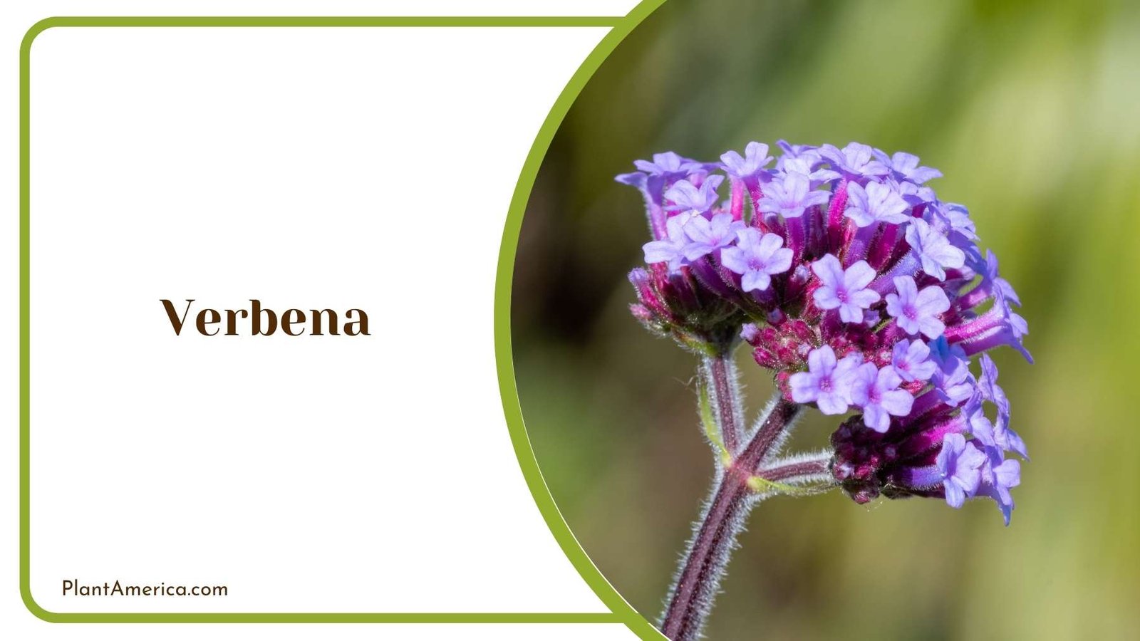 Details On Verbena Plant Plant America