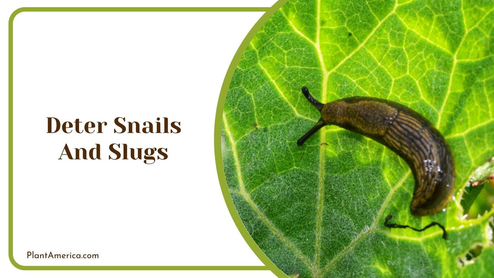 Deter Snails And Slugs Plant America