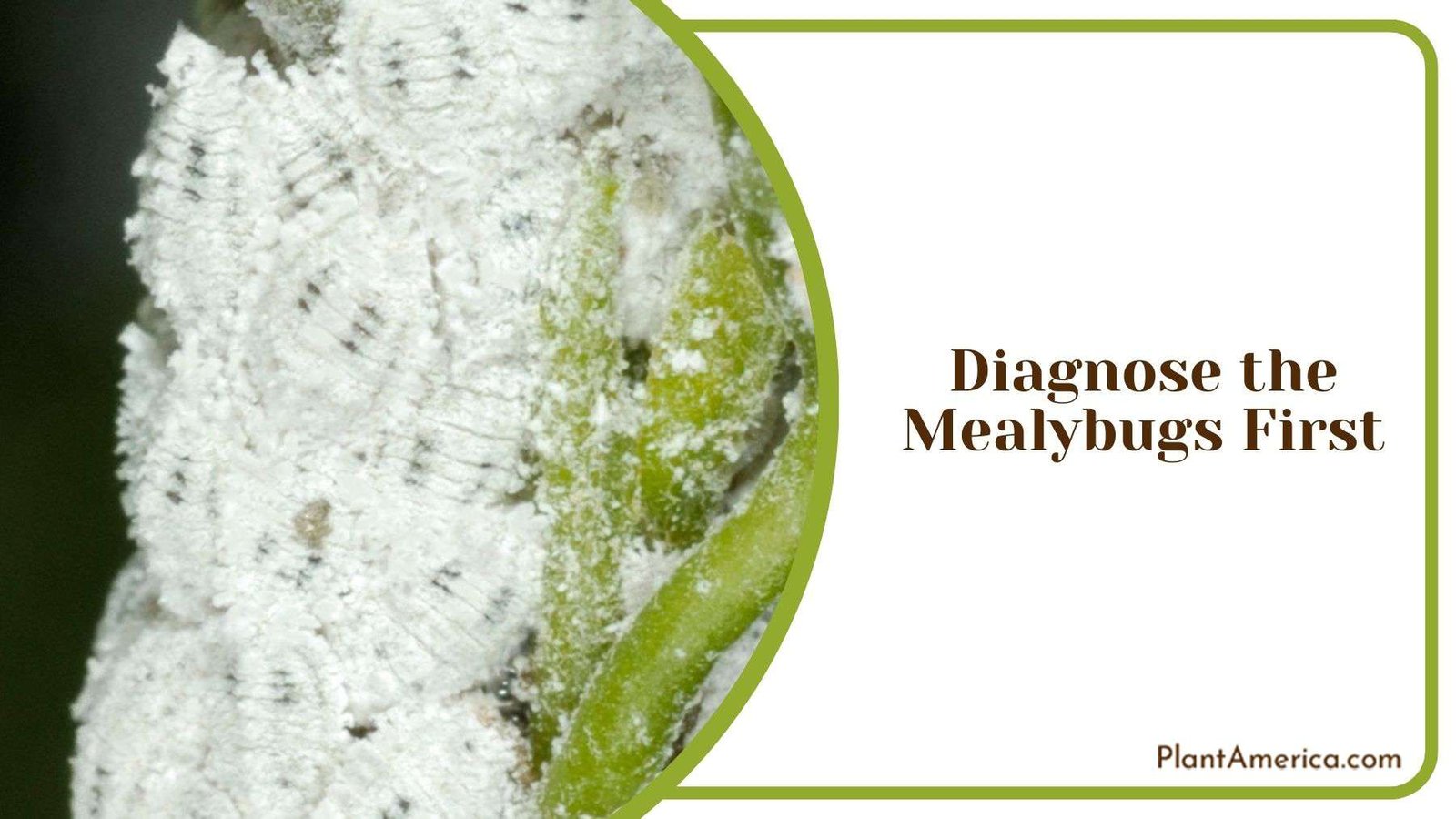 Diagnosing Mealybugs First Plant America