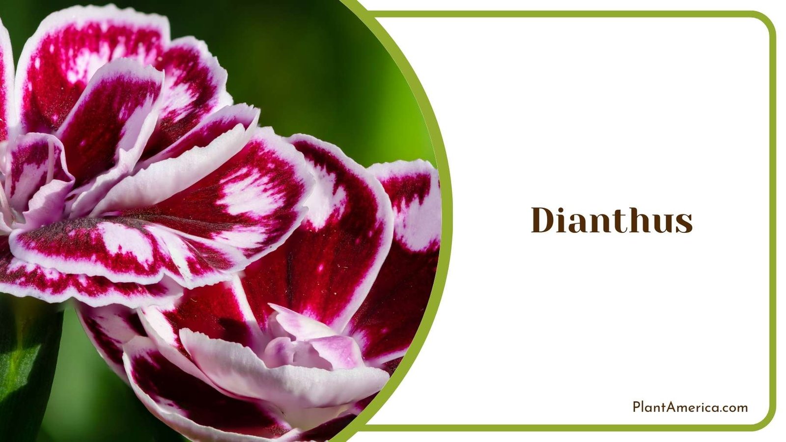 Dianthus Flower Plant America